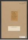 Triceratium auliscoides Grove et Sturt. (de-Toni-Nr.: Genus 140, Species 3914) Zeichnungen Sammlung Grunow Nr. 7400 (NHMW-BOT-W0376472)